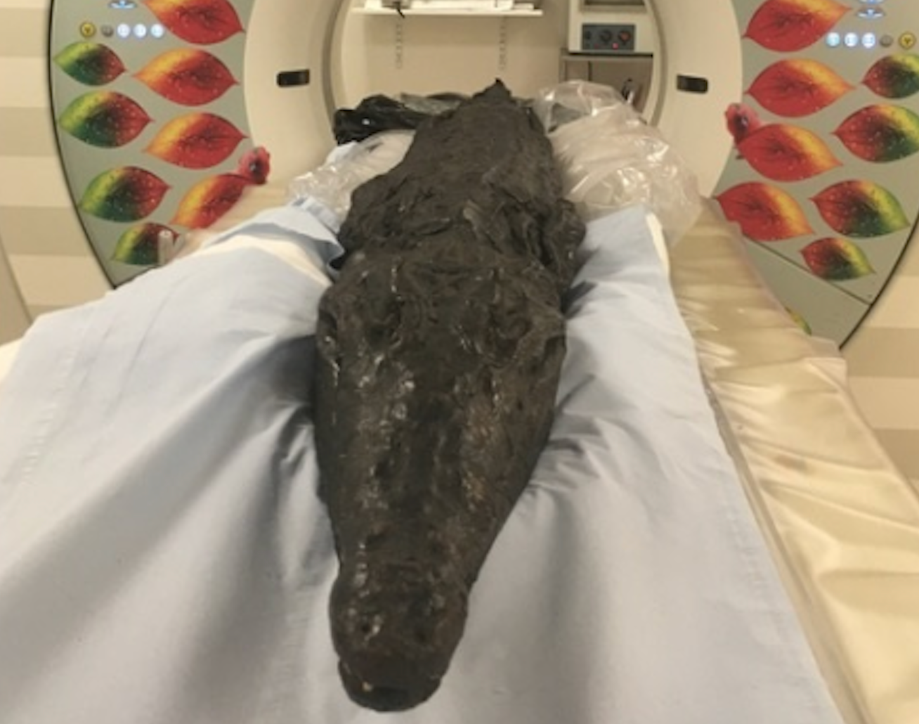 Mummified Egyptian crocodile being taken for a scan